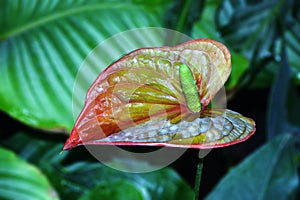 Anthurium Andre flower Lat. Anthurium andraeanum.