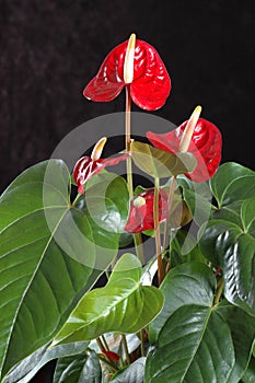 Anthurium andreanum