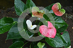 Anthurium andreanum  Flaming lily  flowers.