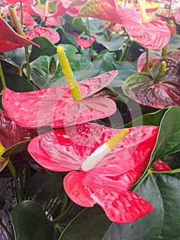 Anthurium andreanum, several red anthuriums with green foliage in the background.