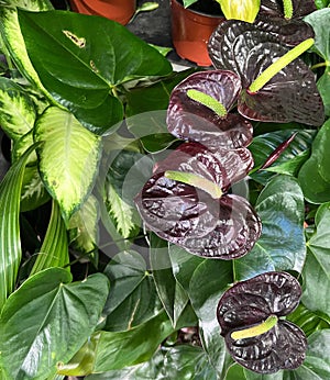 Anthurium andreanum ‘Sempre’, indoor plant