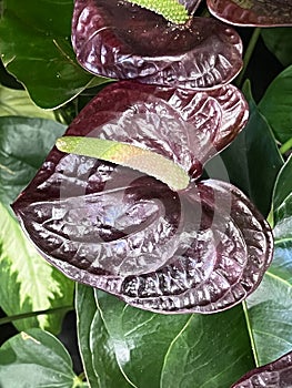 Anthurium andreanum ‘Sempre’, indoor plant