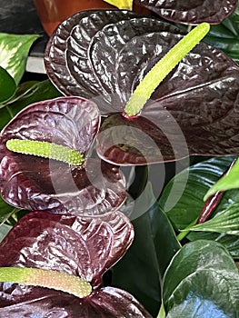 Anthurium andreanum ‘Sempre’, indoor plant