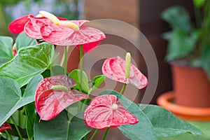 Anthurium