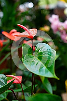Anthurium blooms in bright red flowers with a tail. Flamingo Flower Blossom, Exotic Tropical Houseplant Epiphyte
