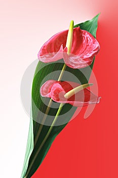 Anthurium bouquet