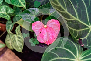 Anthurium Cavalli or Andre flower close up