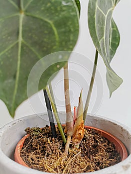 Anthurium Clarinervium or white - veined anthurium with a new shoot in a planter against a white background