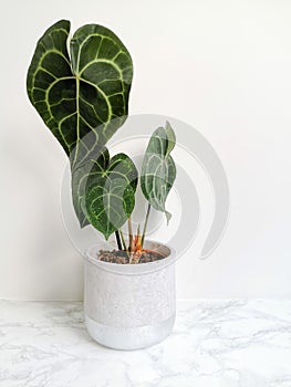 Anthurium Clarinervium or white - veined anthurium in a planter against a white background