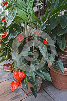 An anthurium in a clay pot