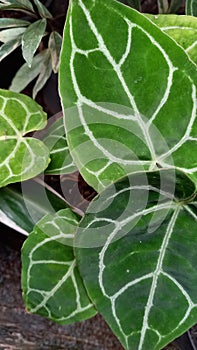 Anthurium crystallinum