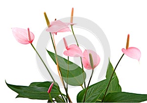 Anthurium decorative flower
