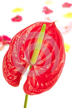 Anthurium exotic beautiful red flower still