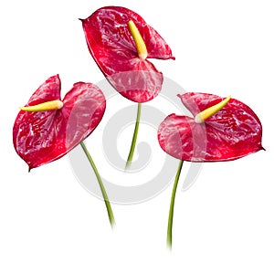 Anthurium. exotic red flower