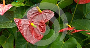 Anthurium in the farden