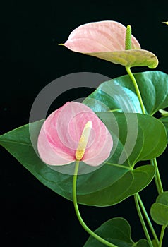 Anthurium - Flamingo Flower