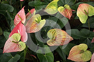 Anthurium or Flamingo flower in garden for the nature background.