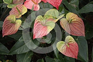 Anthurium or Flamingo flower in garden for the nature background.