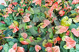 Anthurium (Flamingo Flower or Spadix)