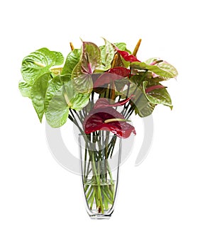 Anthurium/ Flamingo flowers