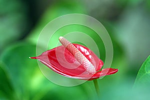 Anthurium flower