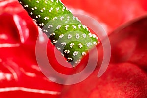 Anthurium flower stem