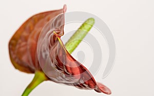 Anthurium