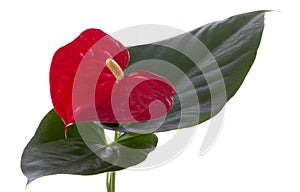 Anthurium flower