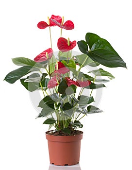 Anthurium flower