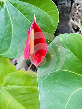 Anthurium flower
