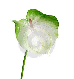 Anthurium flower