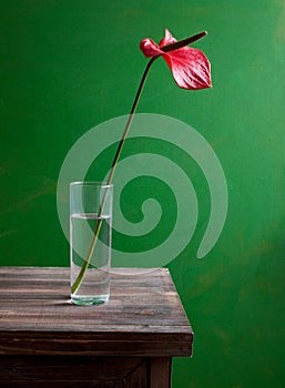 Anthurium