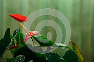 Anthurium flower after intensive watering. The background is natural and green.