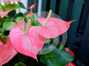 Anthurium flower pink color
