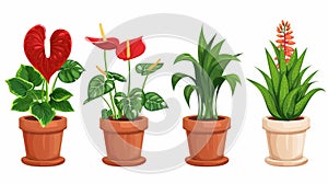Anthurium flower pots set isolated on white background. Collection of cartoon plants for home decoration. Cactus