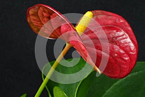 Anthurium flower with red petals and green leaves