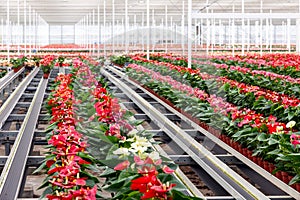 Anthurium flowering plant cultivation in a industrial greenhouse