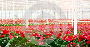 Anthurium flowering plant cultivation in a industrial greenhouse