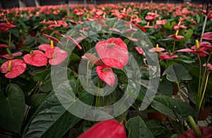 Anthurium flowers