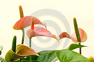 Anthurium flowers