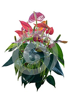 Anthurium flowers in decorative pot