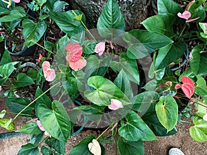 Anthurium flowers in the garden