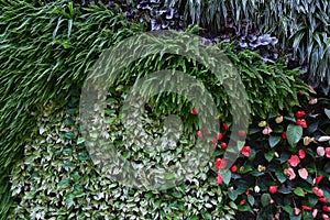 anthurium flowers, sedge grass in green hedge wall closeup photo