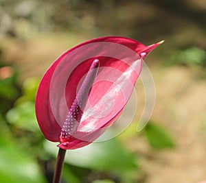 An Anthurium Fower in the Nature