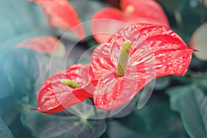 Anthurium is a genus of about 1000 species of flowering plants  the largest genus of the arum family  Araceae. General common