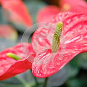 Anthurium is a genus of evergreen plants in the Araceae family. The Latin name of the genus is derived from the ancient Greek