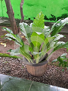 Anthurium hookeri, commonly called a bird& x27;s nest anthurium