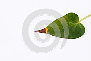 Anthurium leaf with browning, yellowing and drying tip, white background photo