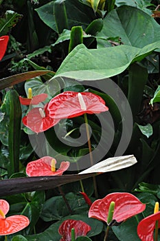 Anthurium Lily red wax leaves