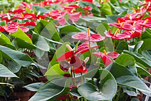 Anthurium nursery